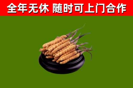 龙凤烟酒回收冬虫夏草.jpg