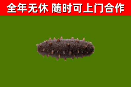 龙凤烟酒回收干海参.jpg